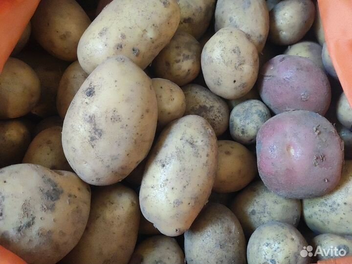 Картофель с дачи свежий