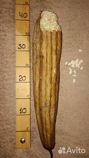 Люффа семена