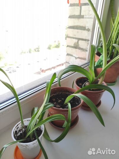 Комнатная лилия и Кислица (оксалис)