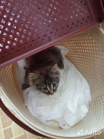 Котёнок в дар