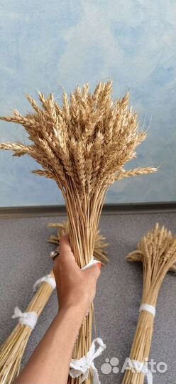 Букет из колосьев пшеницы сухоцветы