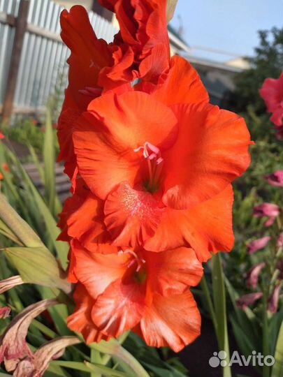 Гладиолусы букет