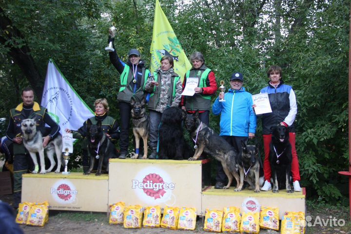 Дрессировка собак