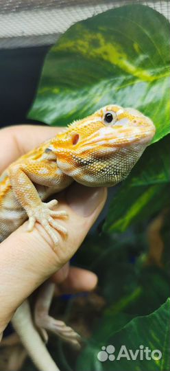 Агама бородатая
