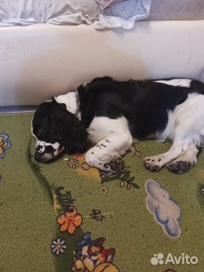 Русский охотничий спаниель