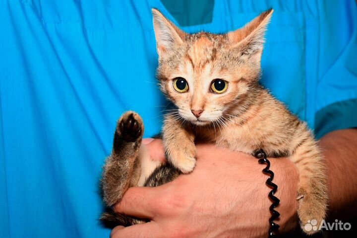 Котенок в добрые руки