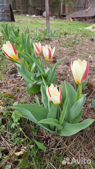 Вещи b у, 48-50 р