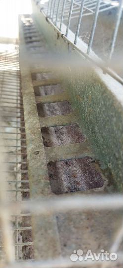 Перепелиная клетка