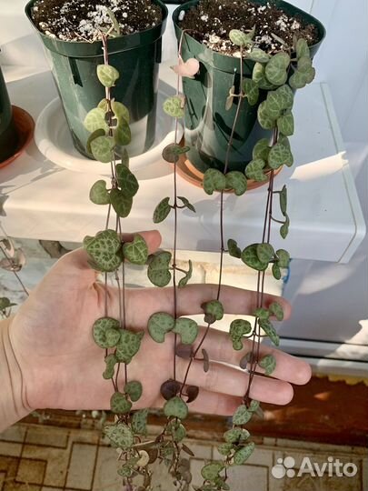 Церопегия вуда