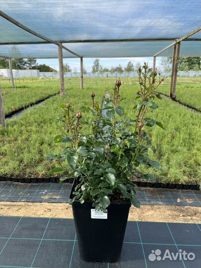 Роза флорибунда Розе де Хоффнун- Rose der Hoffnung