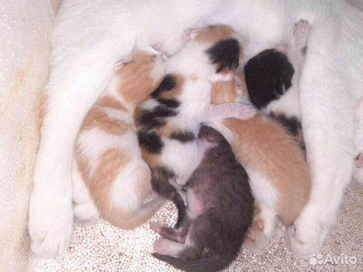 Плюшевые котята в добрые руки