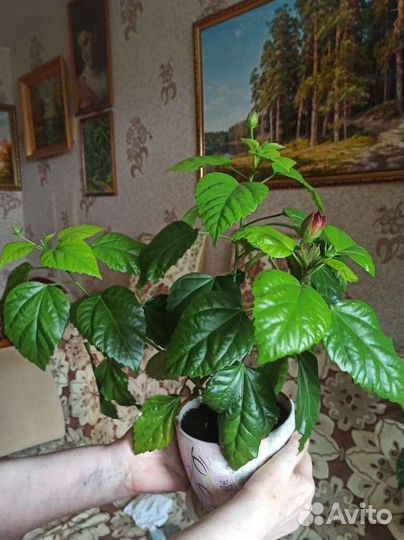 Роза комнатная