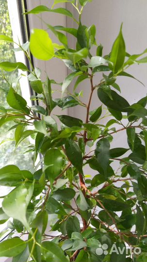 Фикус бенджамина большой