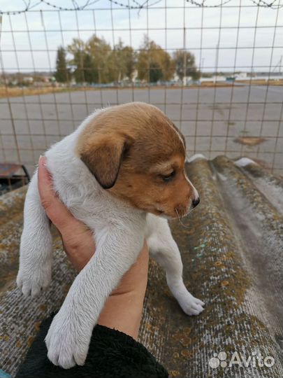 Джек рассел терьер