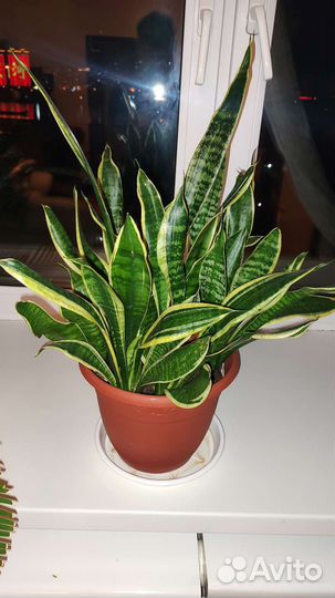 Сансевиерия. Цветок средний щучий хвост/тещин язык