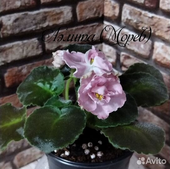 Сортовые фиалки