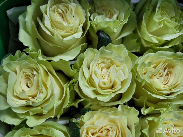 Роза эквадор 101 роза