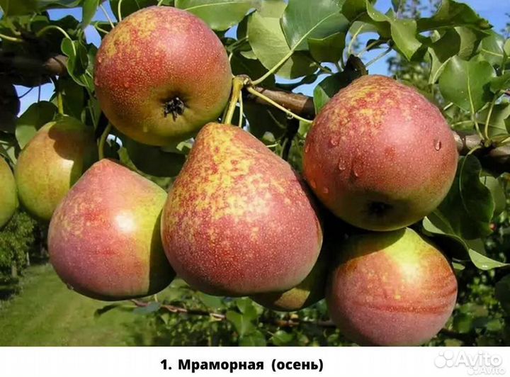 Саженцы груши. Груша