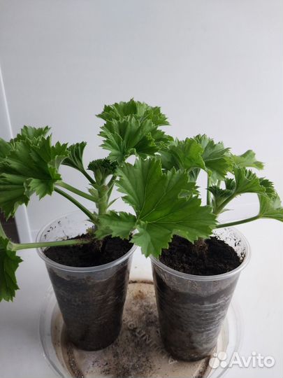 Комнатные растения цветы