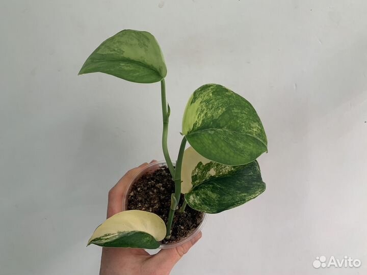 Сциндапсус жаде сатин вариегатный