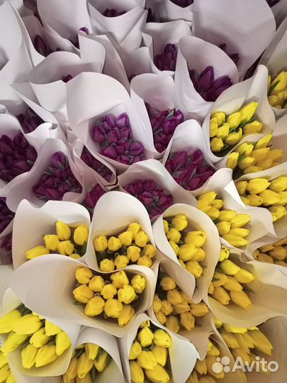 Луковицы тюльпанов после выгонки