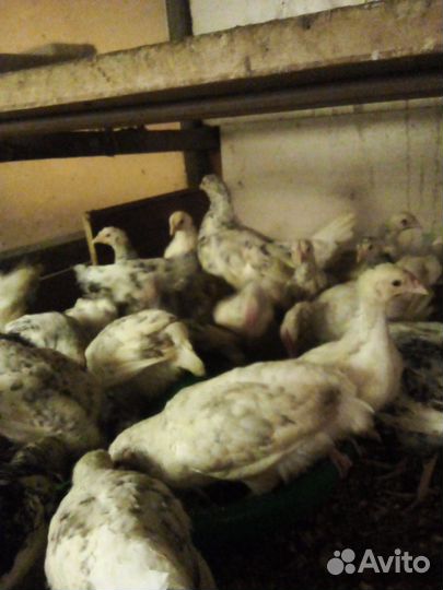 Курочки молодки пушкинской породы