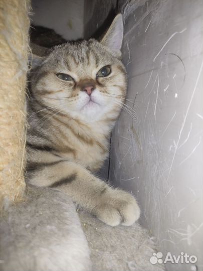 Котик яисокровный
