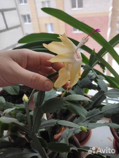 Укоренённые черенки декабриста