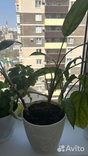 Пеларгония герань