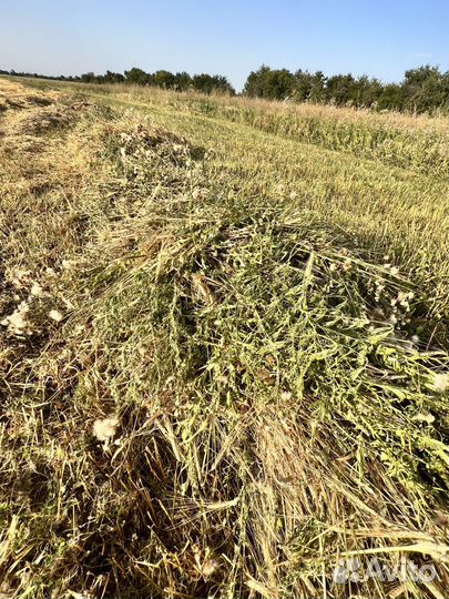 Солома ячмень с люцерной в тюках