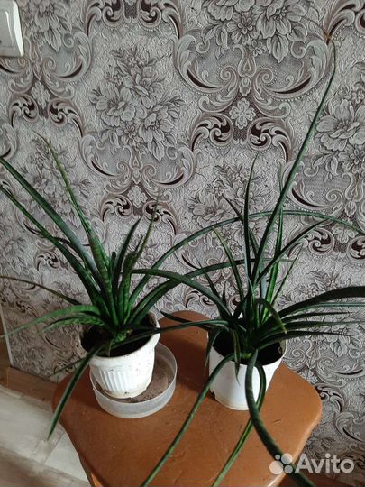 Сансиверия