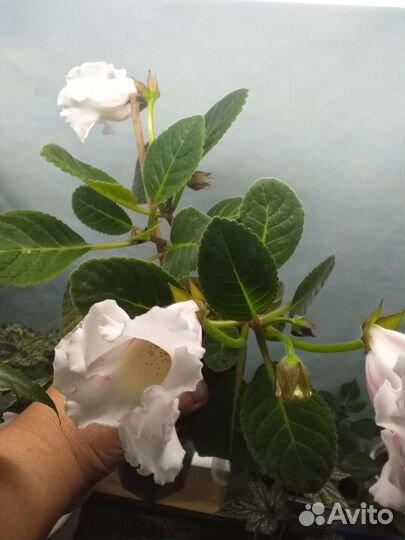 Циндапсус джой