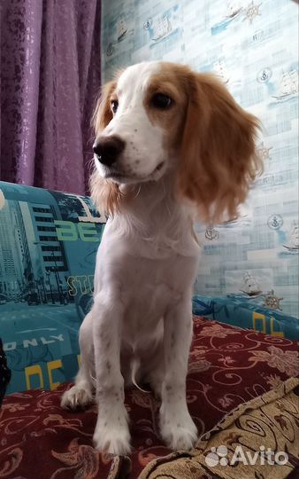 Кокер спаниель