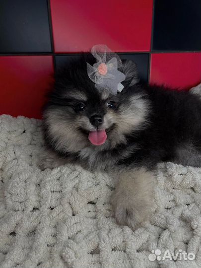 Шпиц щенок