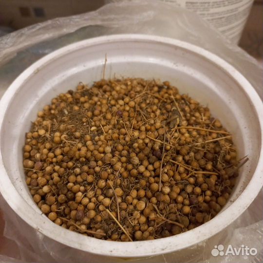 Семена кориандра