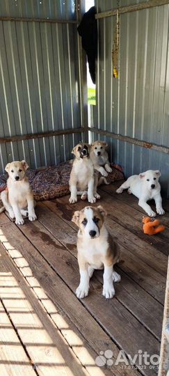 Среднеазиатская овчарка алабай