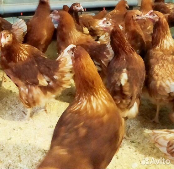 Куры молодки несушки