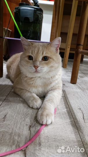 Кот мышелов