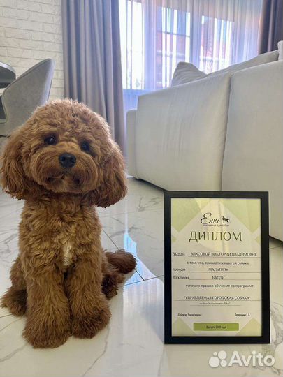 Дрессировка собак с передержкой