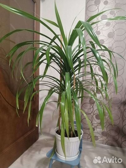 Комнатные цветы Панданус