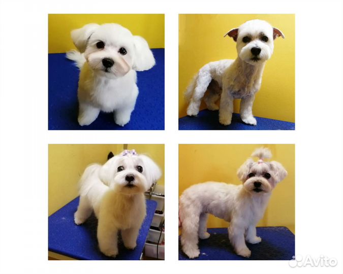 Стрижка собак, экспресс-линька, тримминг