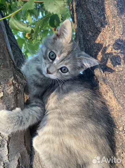 Котенок девочка бесплатно