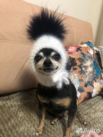 Шапочка для собак