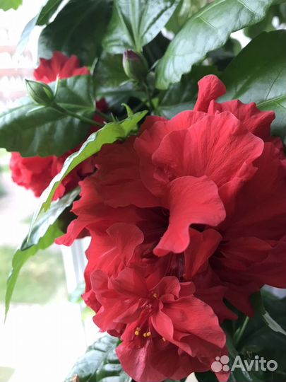 Гибискус махровый