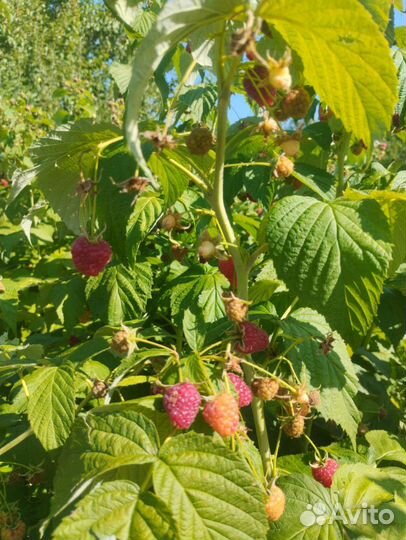 Малина, Кизил, Гибискус, Глициния, Хоста