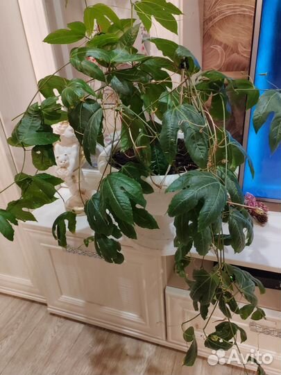 Золотой ус, пассифлора