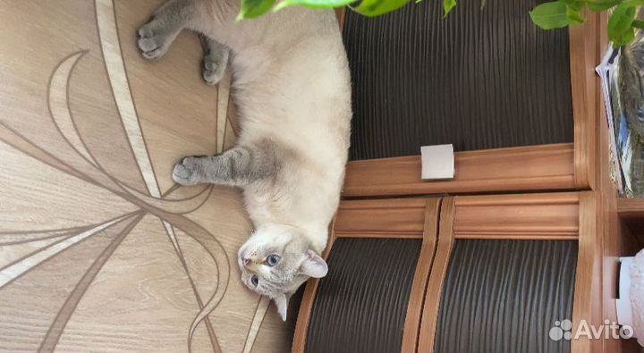 Кошки в добрые руки