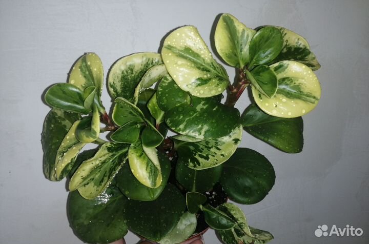 Пеперомия вариегатная