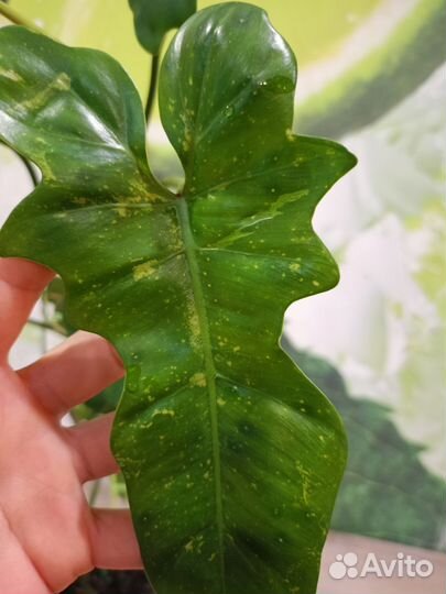 Филодендрон