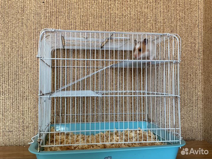 Сирийский хомяк с клеткой